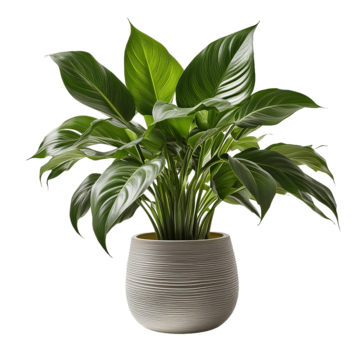 pngtree-modern-indoor-plant-on-white-background-png-image_13981607